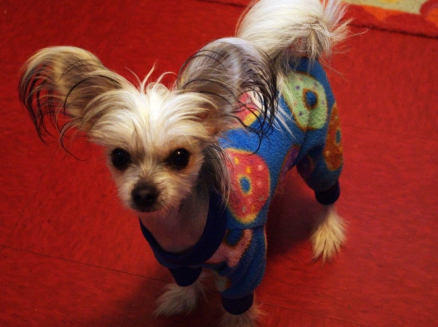 合适老年人养的狗排行榜,合适老人养的狗好养活的品种