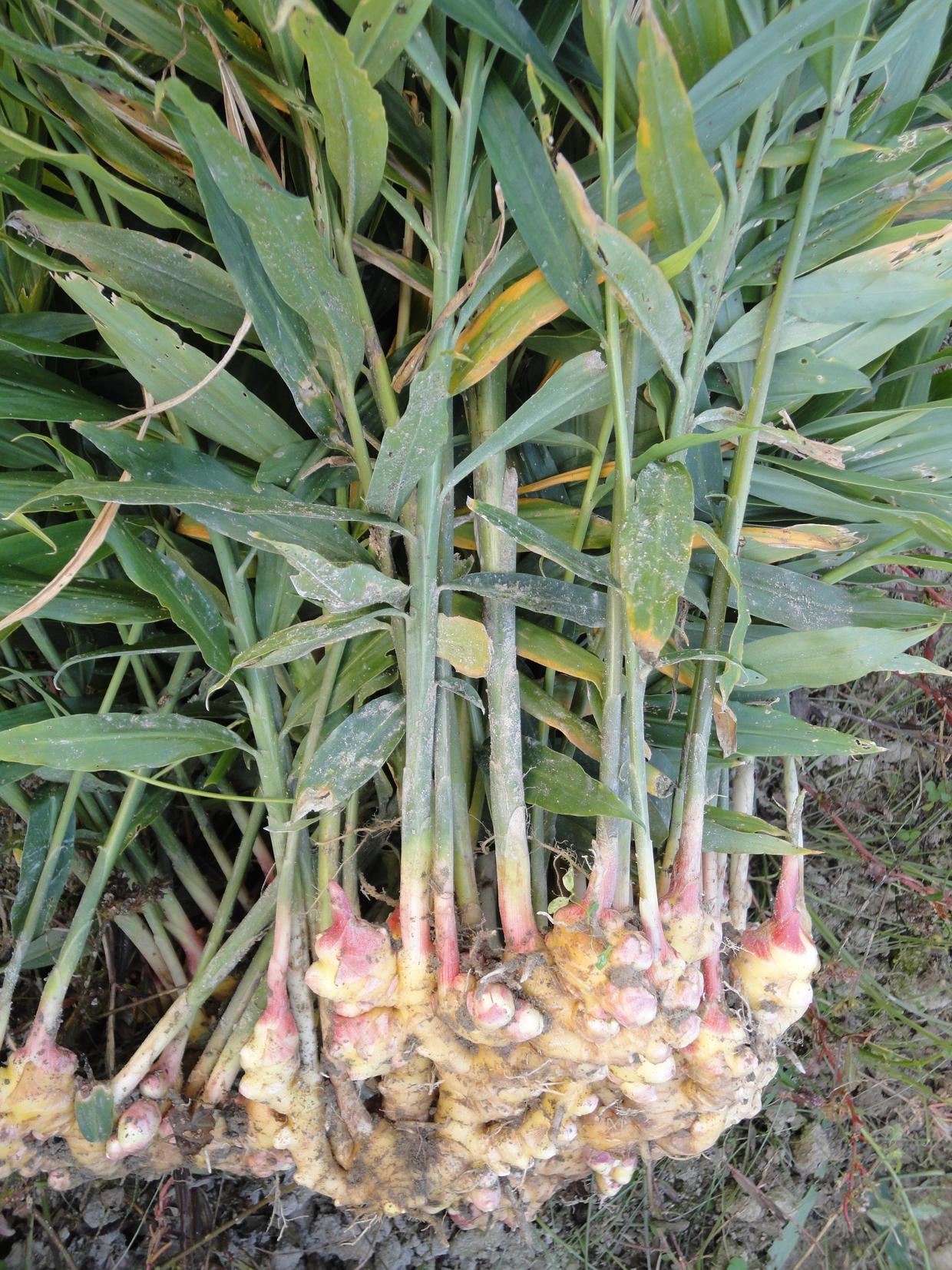 生姜发芽了拿去种,生姜种在树叶下