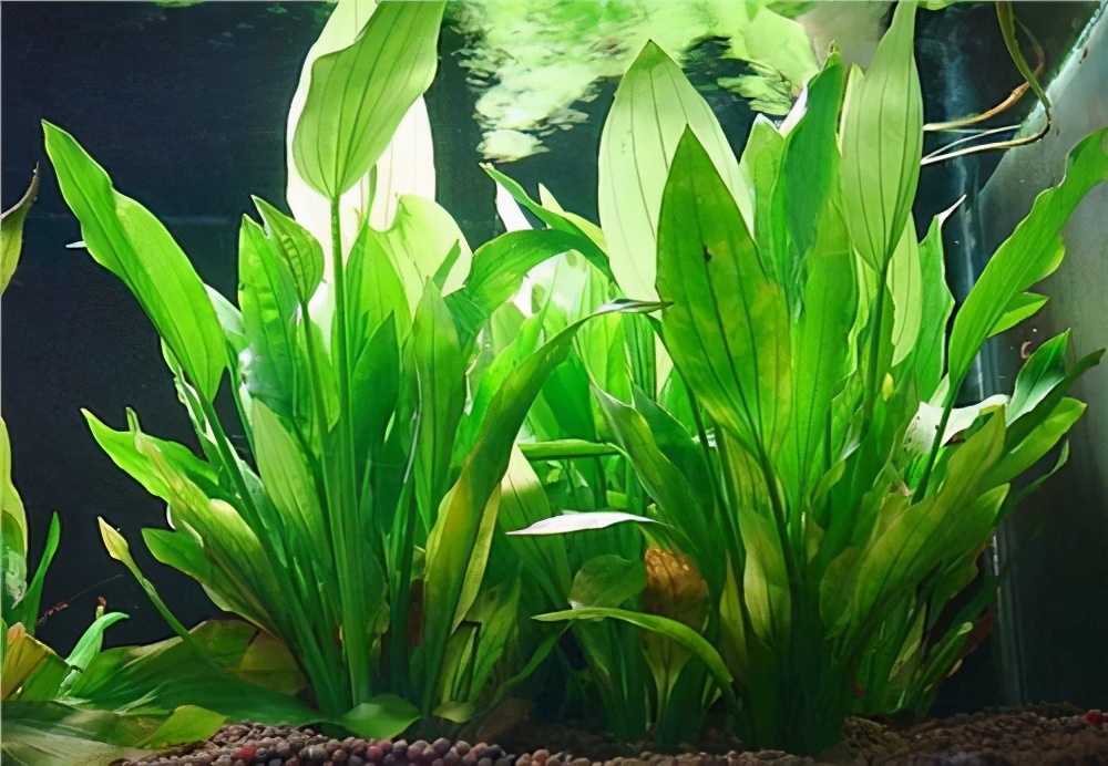 鱼缸养什么水草好养能净化水质,合适新手在鱼缸中养殖的水草