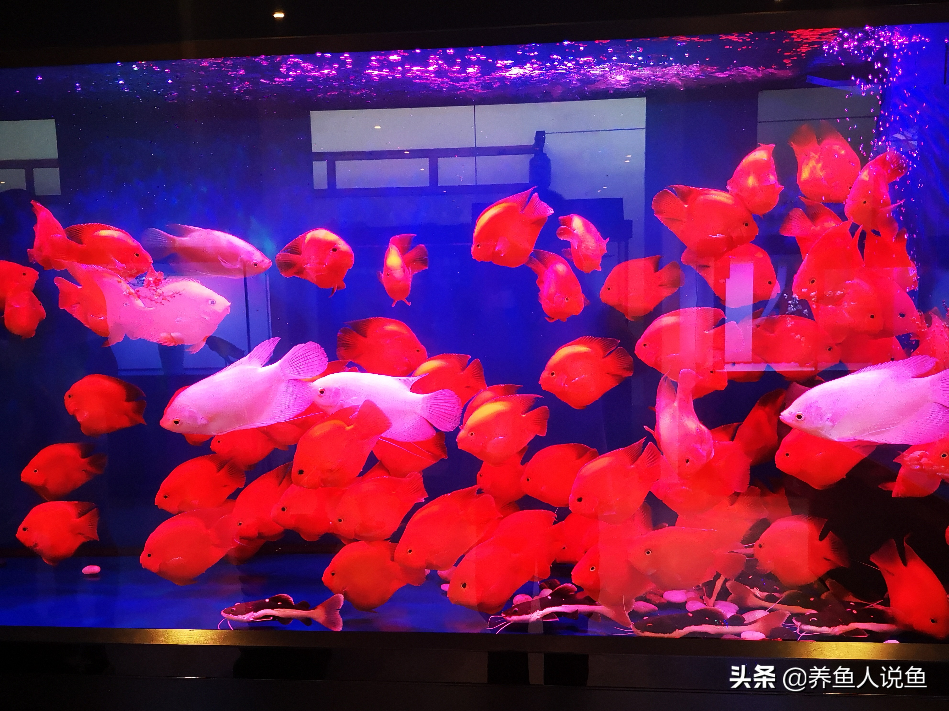 新手养观赏鱼入门基本知识,观赏鱼要怎么养才好