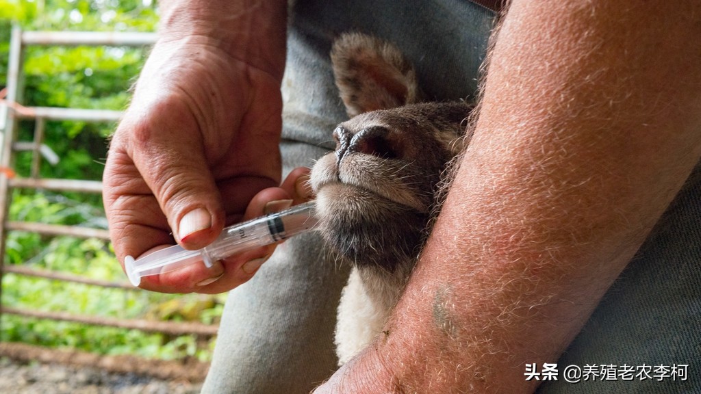 羊体外寄生虫最佳治疗方法,羊身上的寄生虫如何预防