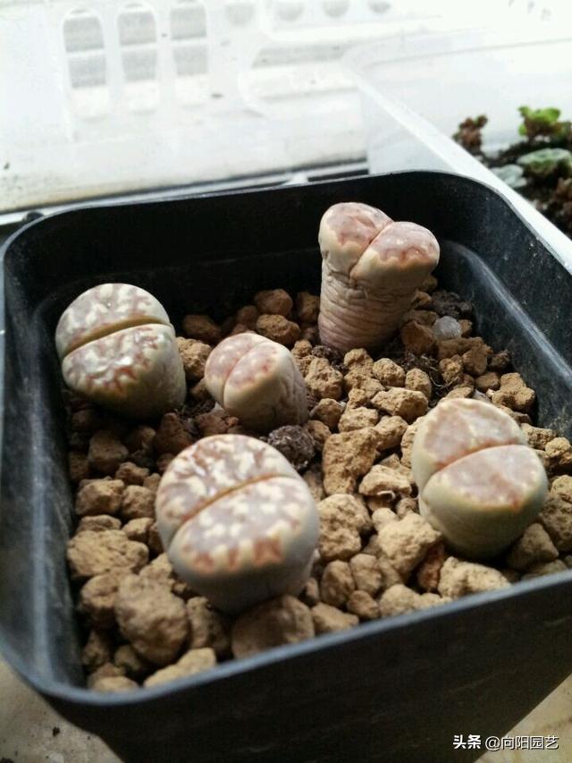 天价兰花怎么养护好呢视频,天价盆栽养殖方法