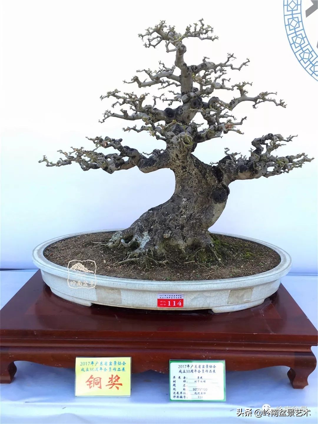 盆景对节白蜡是什么树,对节白蜡盆景是什么树