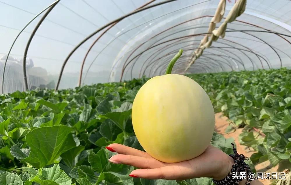 不甜不要钱！白玉甜瓜火了，脆嫩香甜多汁！全家老小都爱吃