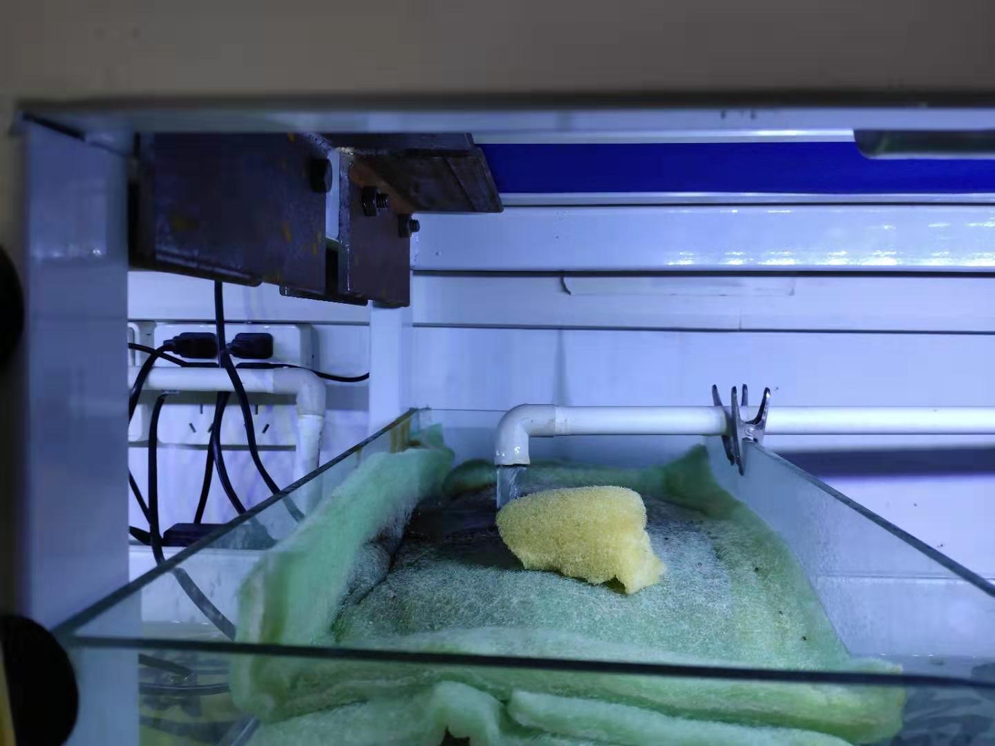 鱼缸水质白浊一夜恢复,解决鱼缸水白浊