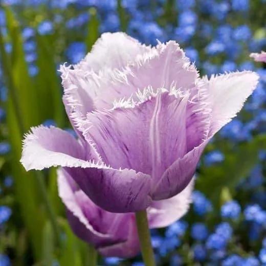 月季花的花花世界,郁金香的花海视频