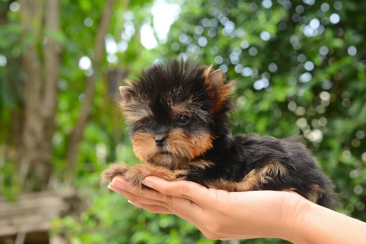 真正的茶杯犬好养吗,超级可爱茶杯犬不流浪了怎么办