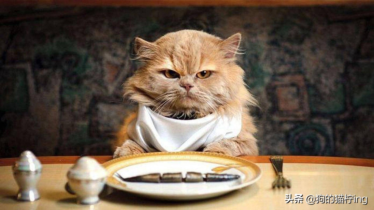 猫猫拉完便便脚很臭,猫猫拉粑粑巨臭怎么办