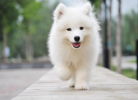 萨摩耶犬，用微笑天使的面孔，掩盖着它捣蛋魔鬼的心