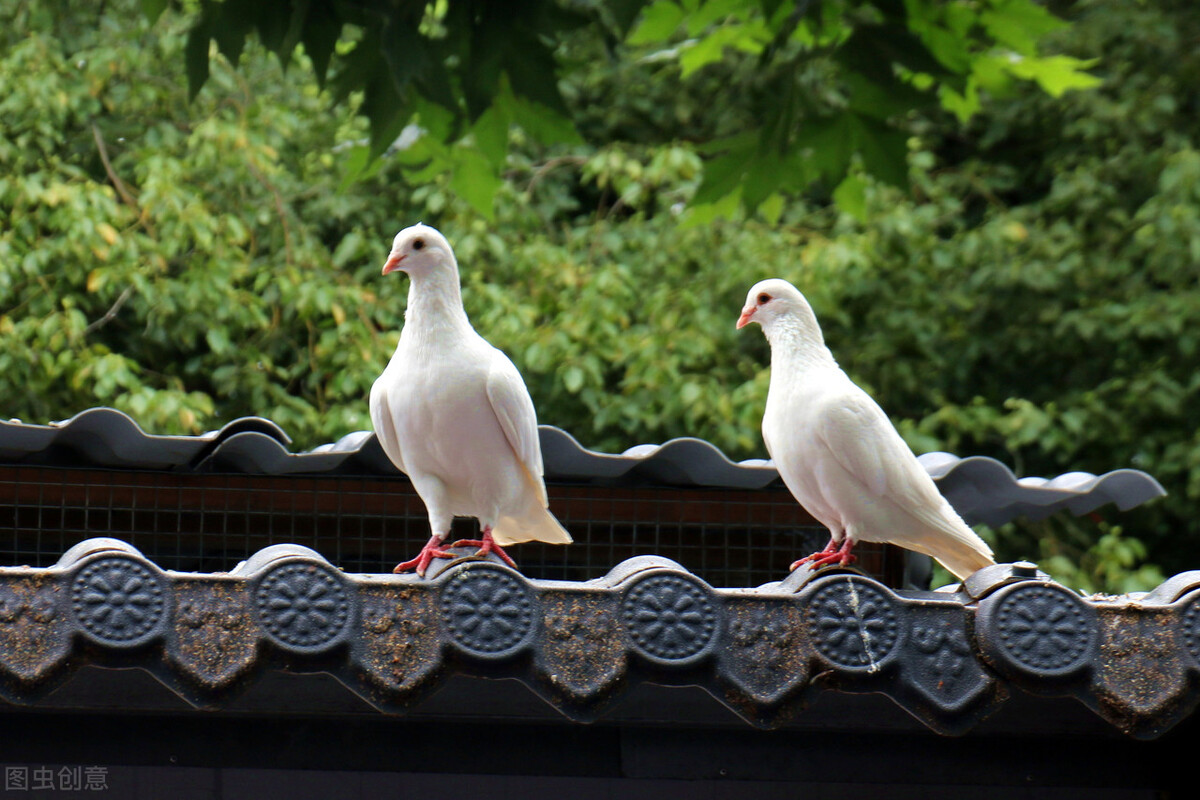 鸽子一般在什么情况下下蛋的,鸽子多大才会生蛋