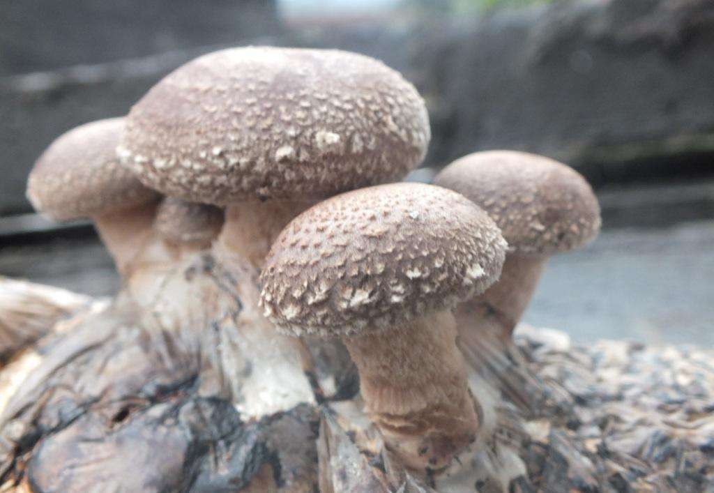 在家养能够吃的蘑菇,喜欢吃蘑菇和西兰花