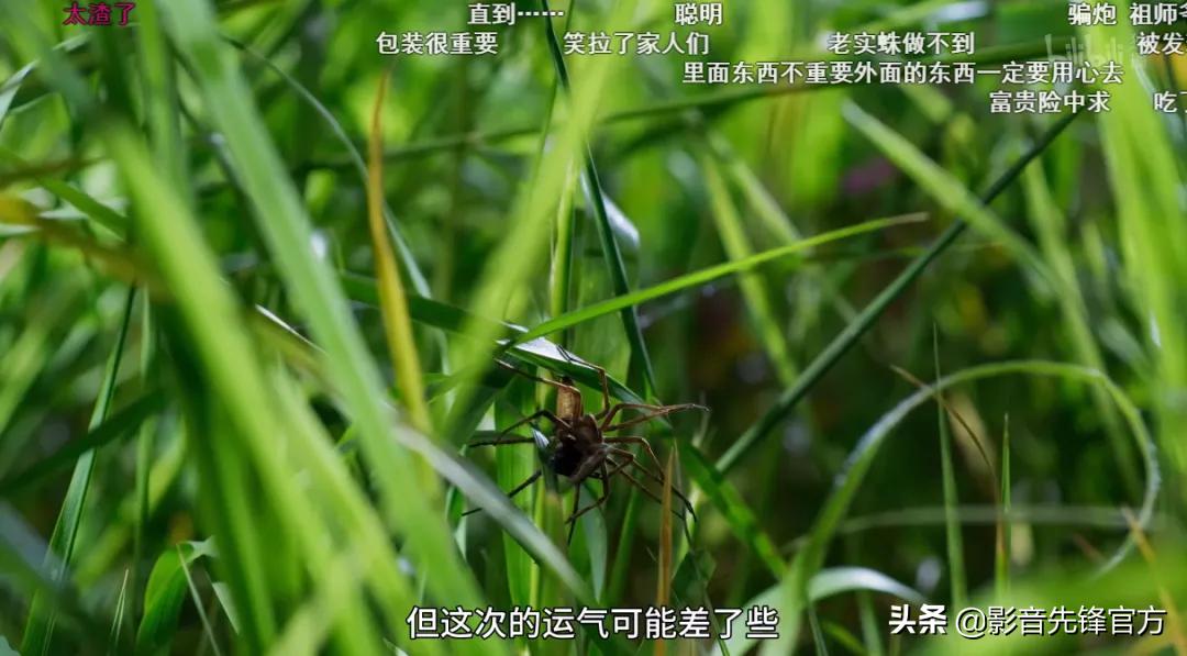这么多限制级的画面和台词，竟然都能免费观看