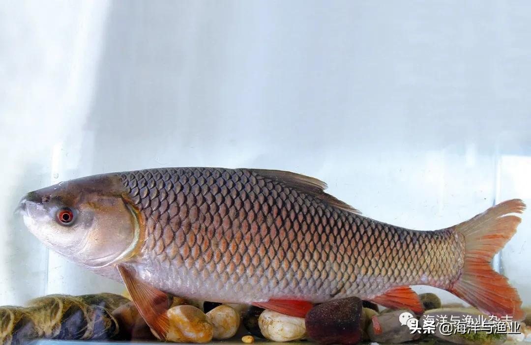 北方江河常见水生生物,陆生生物水生生物有哪些
