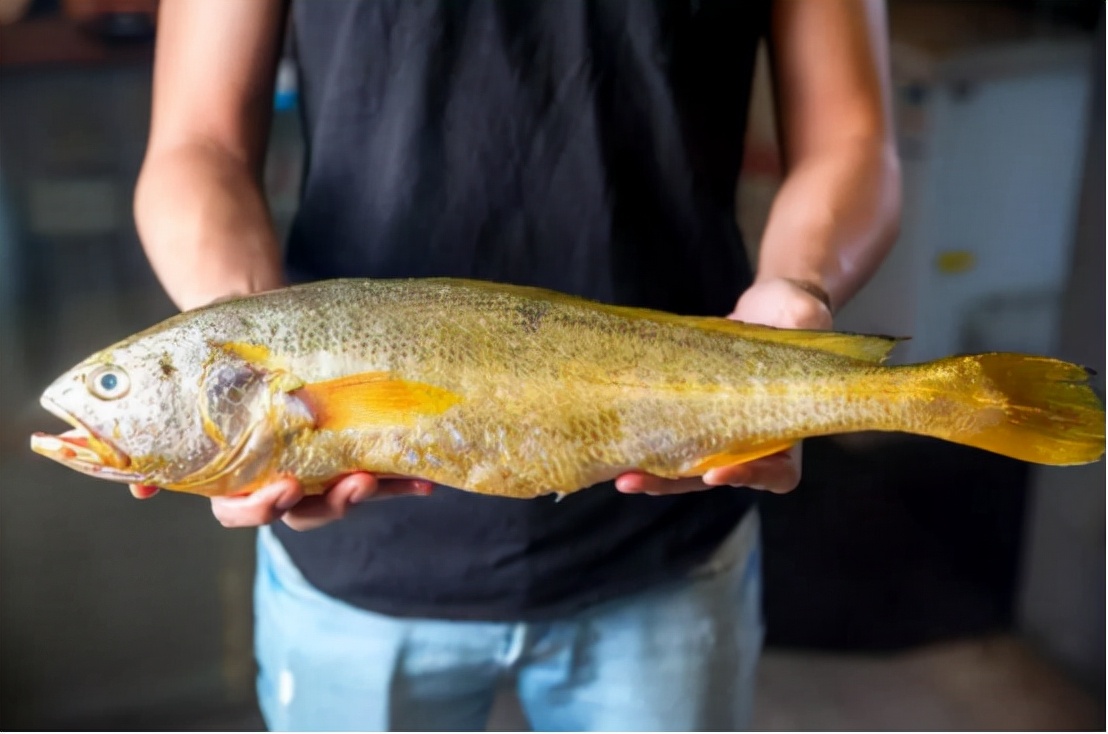 象山渔民捕到野生大黄鱼怎么处理,象山野生大黄鱼2000公斤