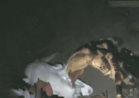 最大的陆生蟹椰子蟹,陆生寄居蟹会爬树吗