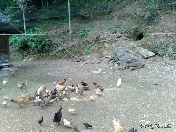 深山老林养鸡全过程,林下养鸡需要具备什么条件