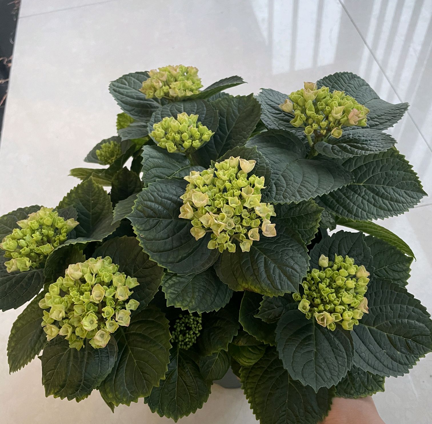 绣球花盆栽叶片枯,绣球黄叶缺铁浇什么肥