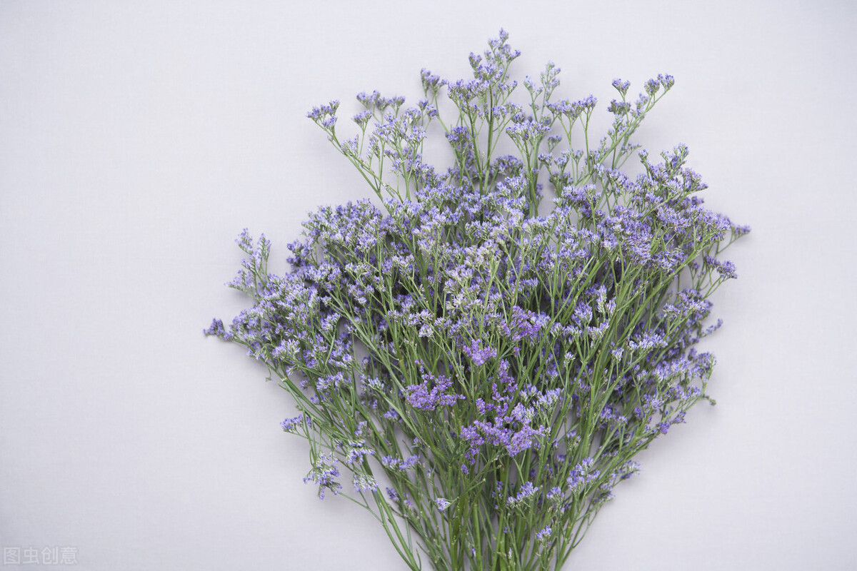 什么花的花语是重新开始,十朵花的花语是什么意思