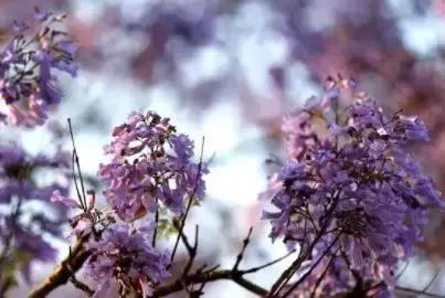 凉山州哪里能够赏花,西昌赏花攻略