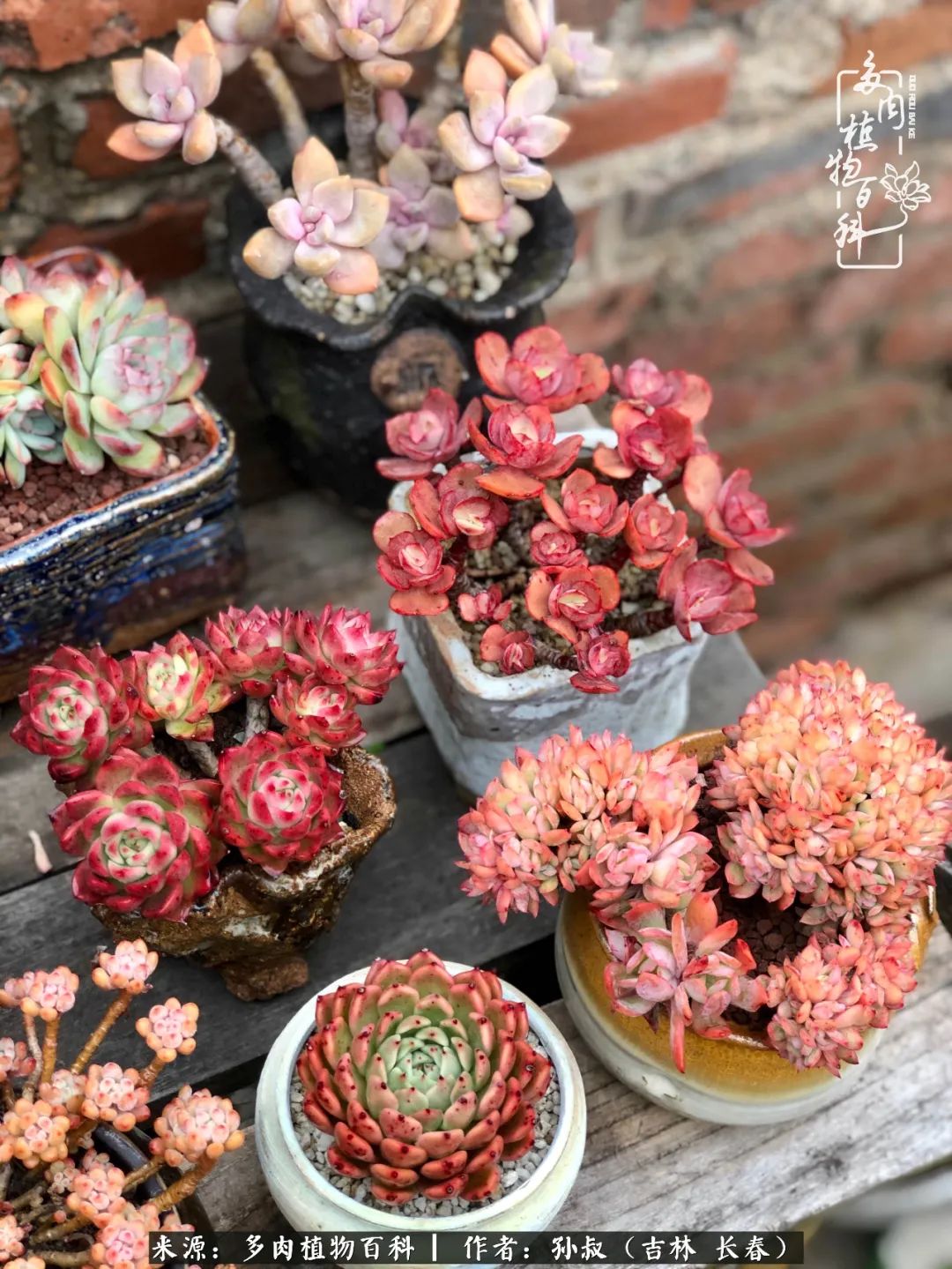 与多肉一起成长,与多肉相伴
