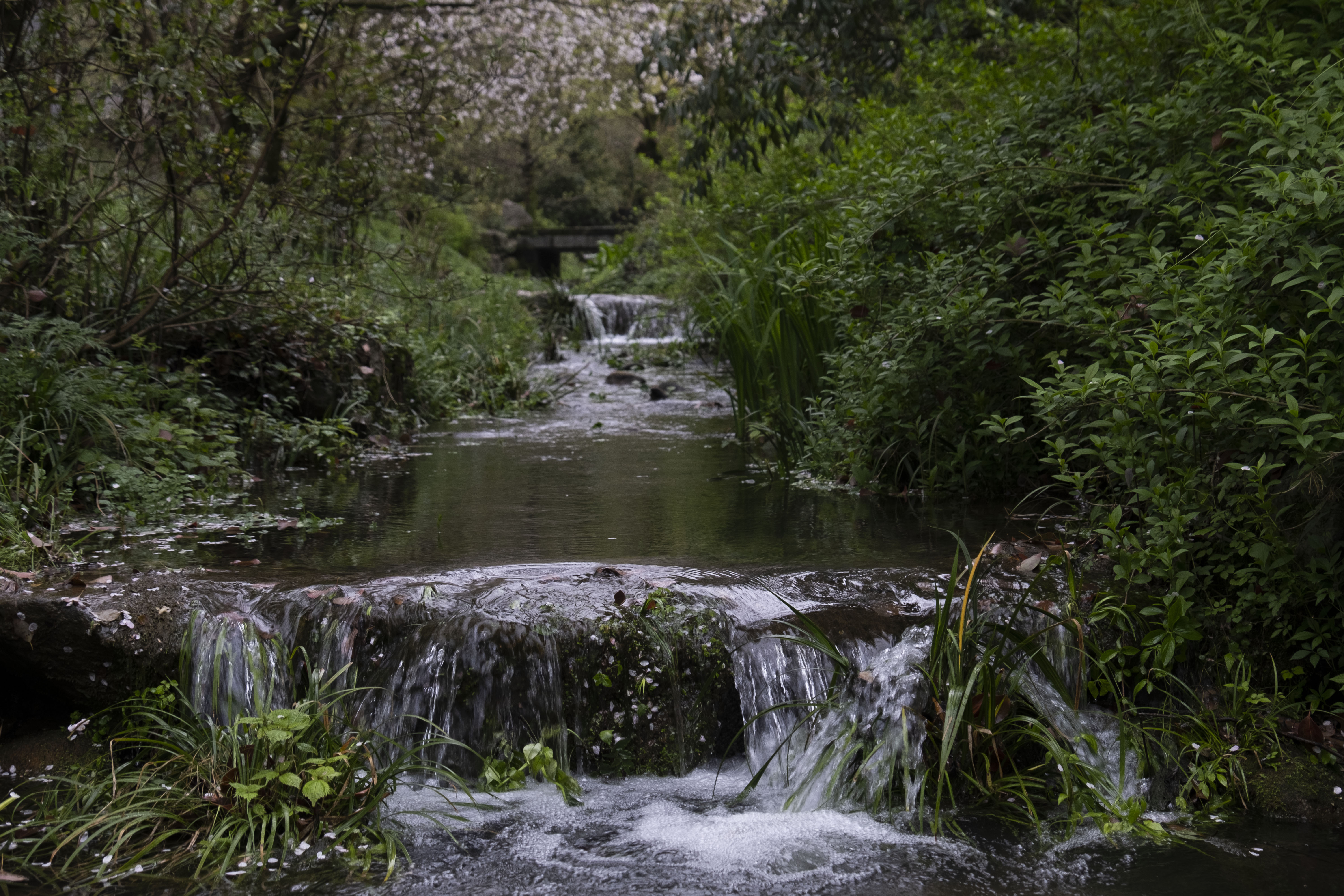 西湖龙井春茶季,龙井茶西湖明前春茶