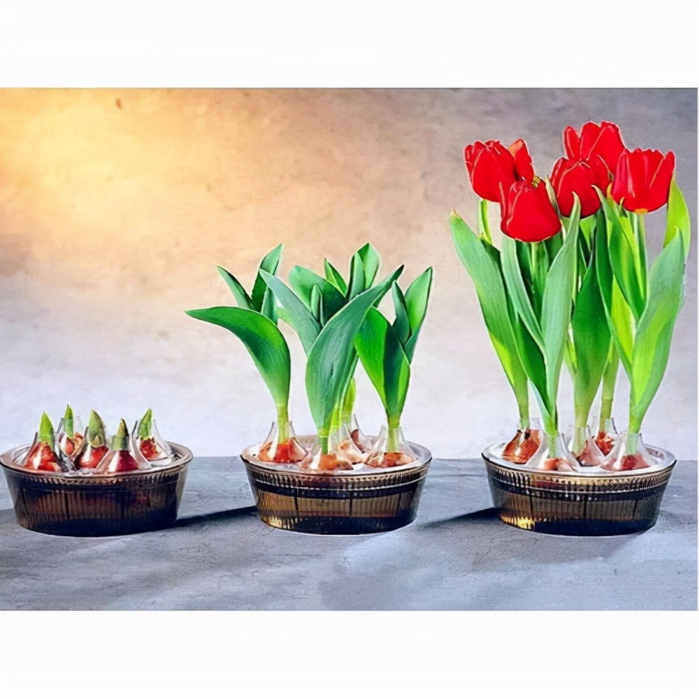 什么花能够养在水里？园艺师教你，8种“水生花”，怎么都泡不烂