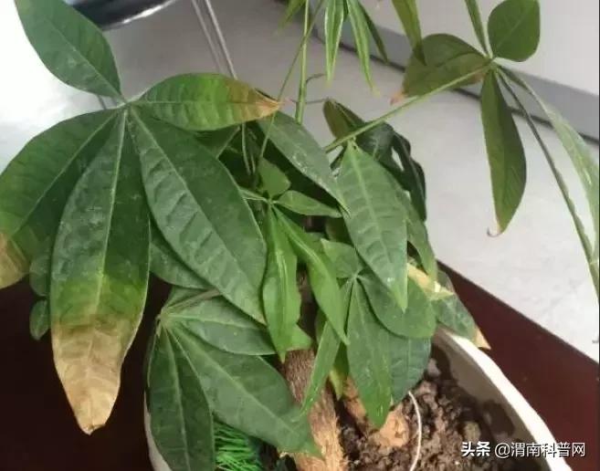 妞嶇墿鍡栧棖闀跨垎鐩嗕笉榛勫彾,鍏绘鐗╀竴涓槦鏈熶笉姝荤殑绉樻柟