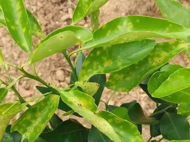 阿维菌素与杀菌剂能够混用吗,阿维菌素与杀菌剂混用