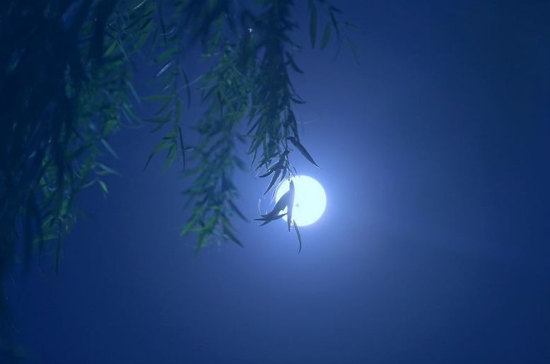 诗意的人生诗句,有关诗意人生的诗词