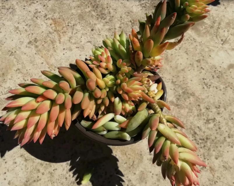 多肉养出状态来有多美？这102种多肉控养上色之后美呆了