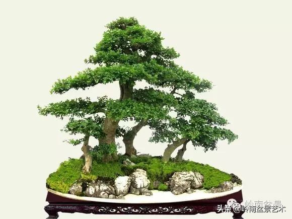 盆景对节白蜡是什么树,对节白蜡盆景是什么树