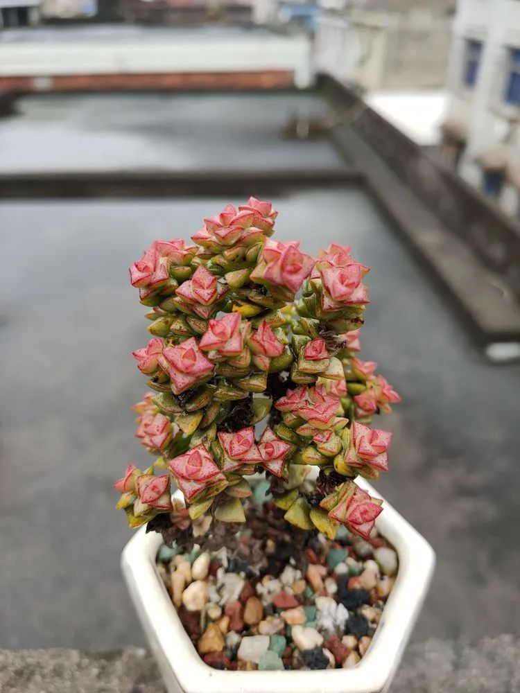 疫情期间在家欣赏多肉,疫情期间被多肉治愈