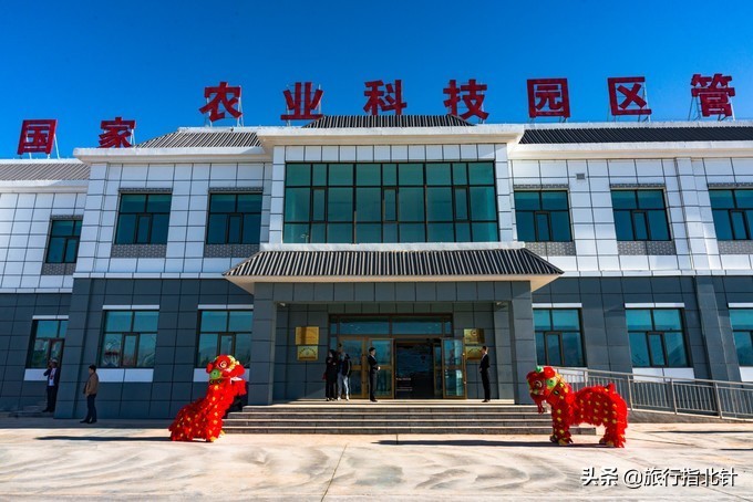 美丽青海，秋收的季节都兰红了，爆汁鲜甜的枸杞有小拇指大小