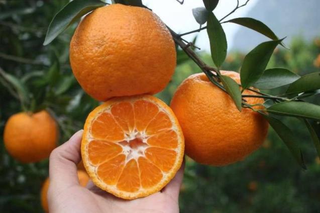 印度人吃十三香,印度人如何吃橘子