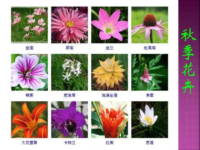 花卉大全500种观叶植物名称,1332种常见花卉植物图谱
