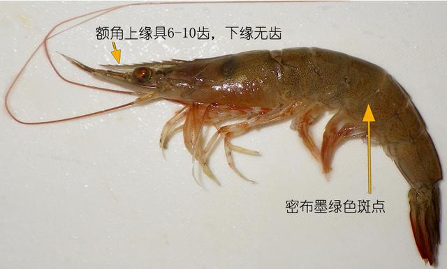 虾说，这是一篇让你不仅会吃，还会认……一文解决“虾”认识