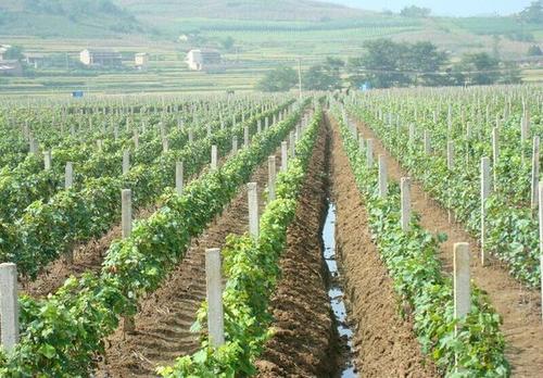 蓝宝石葡萄落花落果严重用什么药,如何防治葡萄落果严重