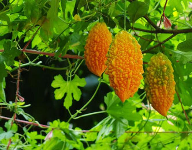 冬季室内盆栽葡萄的种植方法,什么葡萄品种最甜最好吃合适盆栽