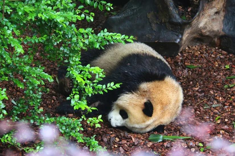 贡嘎山的徒步,贡嘎雪山大环线徒步游记