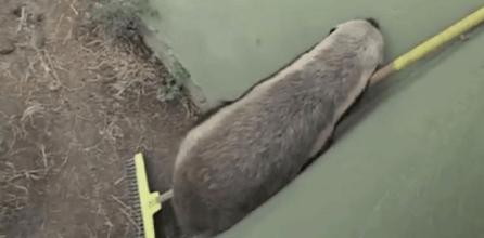 蜜獾平头哥发脾气,蜜獾平头哥对人友好吗