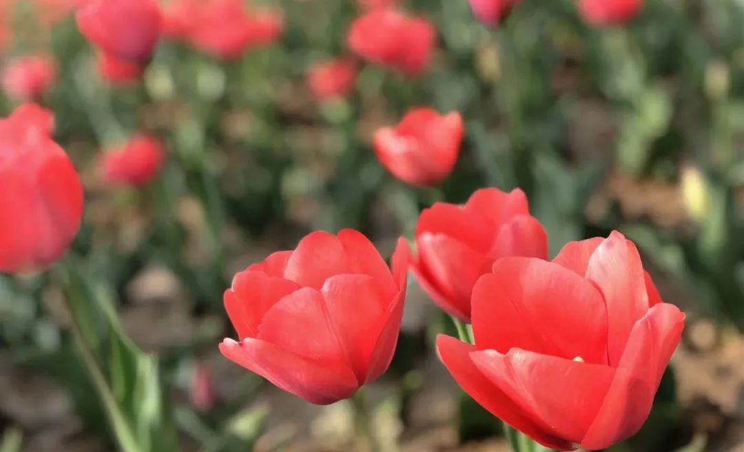 郁金香花海太美了,咸阳湖畔郁金香花海