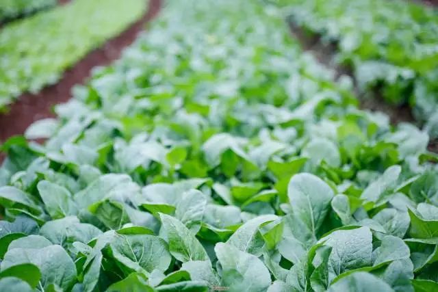 海南入秋了，先吃一口美安乳羊暖暖心