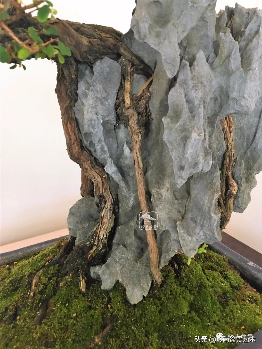 文人杂木盆景精品欣赏,能够做盆景的杂木图片大全