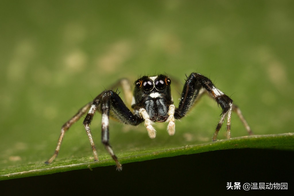 辟谣：跳蛛的饲养方法跟捕鸟蛛一样？不，跳蛛通常更合适新手饲养