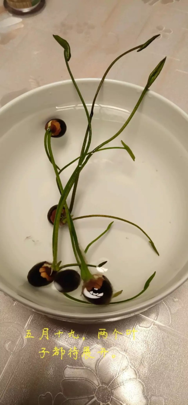 用种子栽培碗莲成长日记,碗莲与鱼在缸中栽培方法