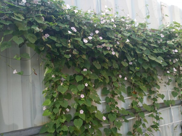 合适栽在庭院的多肉,庭院地栽多肉设计