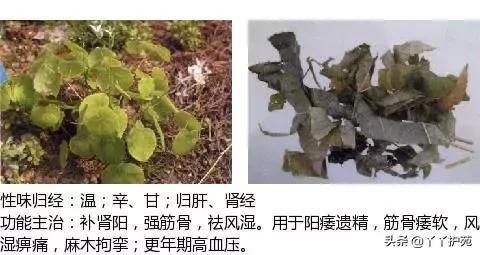 农村身边的中草药主治与功效,中草药全图谱与功效