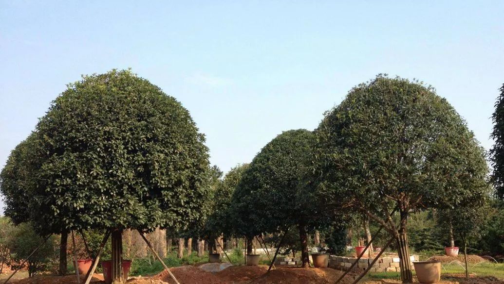 苗木行情今秋北方苗木行情如何,苗木主产区现在的现状