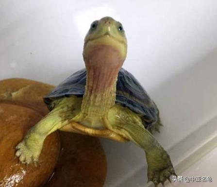 新手养水龟最好养什么龟,新手养半水龟哪个品种好