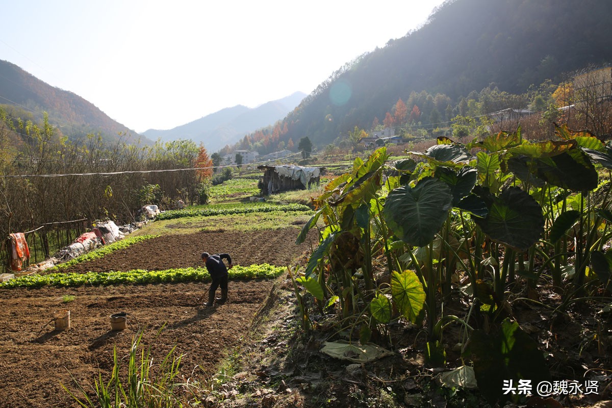 秦岭农家乐每天收入,秦岭农村菜地